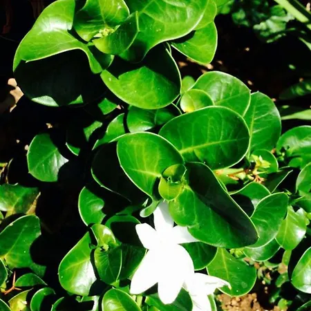 In Siciliana Feriehus Ognina