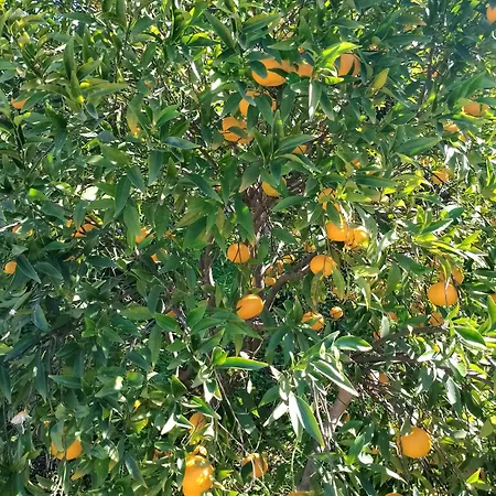 In Siciliana Ognina